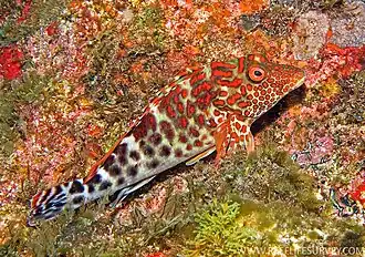 Notocirrhitus splendens