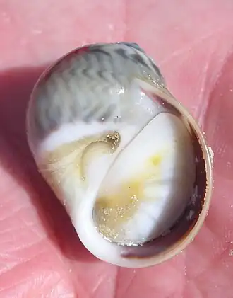 Notocochlis chemnitzii