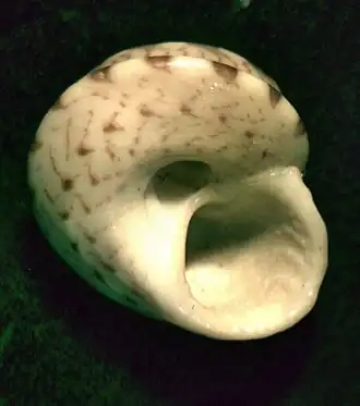 Notogibbula bicarinata