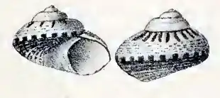 Notogibbula lehmanni