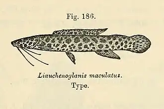 Notoglanidium maculatum