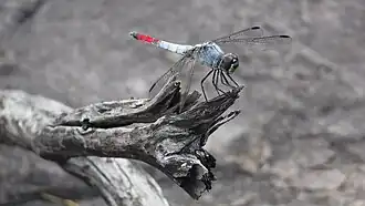Notolibellula bicolor