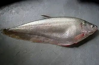 Chitala hypselonotus