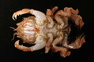 Notosceles chimmonis