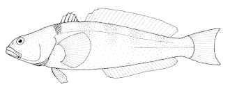 Notothenia microlepidota
