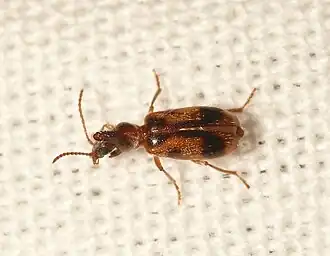 Eenhoornige snoerhalskever