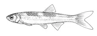 Notropis amoenus