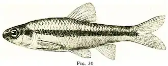 Notropis heterodon