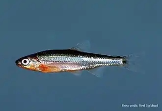 Notropis leuciodus