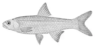 Notropis shumardi