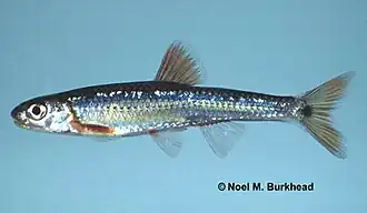 Notropis spectrunculus