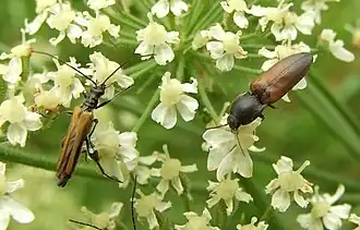 Oedemera femorata en een kniptor