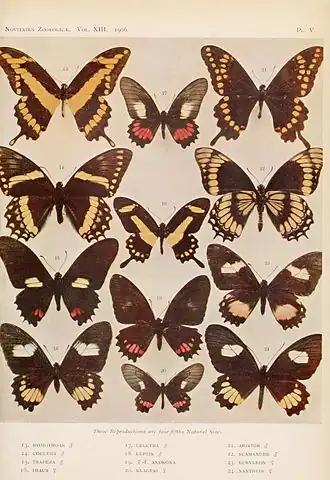 Papilio homothoas