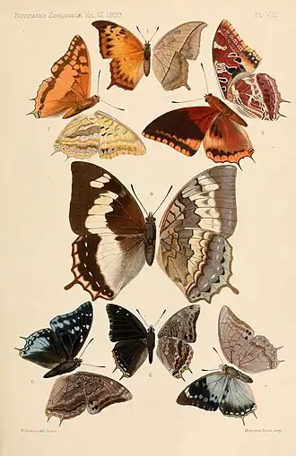 Charaxes boueti