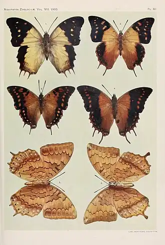 Charaxes cowani