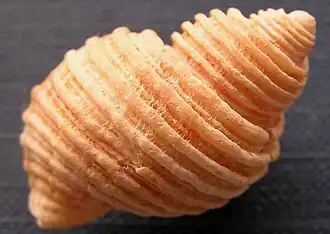 Nucella canaliculata