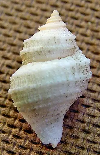 Nucella rolani