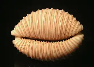 Nucleolaria granulata
