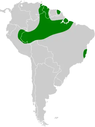 Witvleugelreuzennachtzwaluw