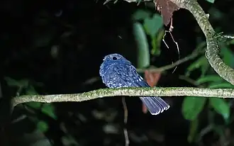 Chocópoorwill