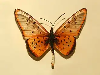 Stephenia pseudegina