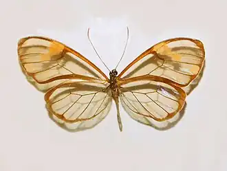 Greta libethris