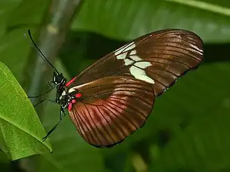 Heliconius hortense