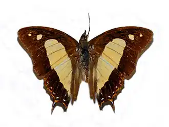 Polyura arja