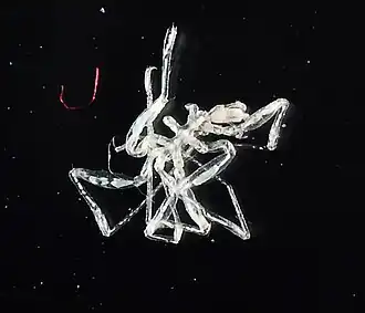 Nymphon novaecaledoniae