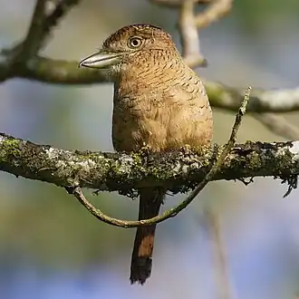 Gebandeerde baardkoekoek (Bucconidae)