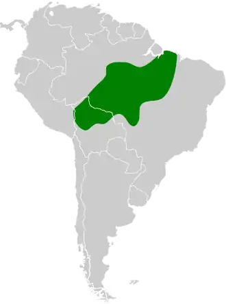 Gestreepte baardkoekoek