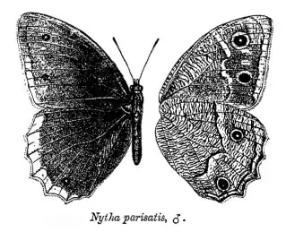 Hipparchia parisatis