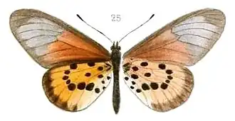 Telchinia strattipocles