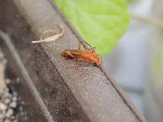 Bruine soldaatboktor