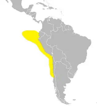 Sierlijk stormvogeltje