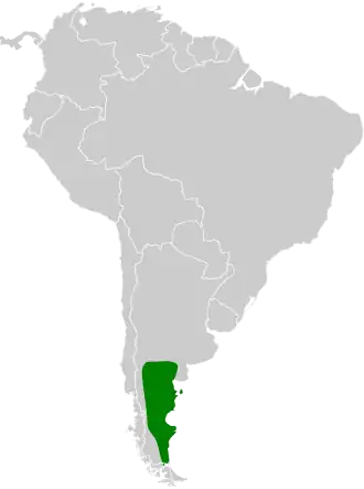 Bandstaartdoornkruiper