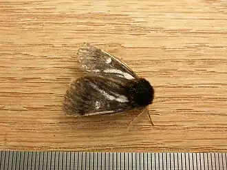 Ochrogaster