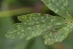 Spermogonia op bosanemoon