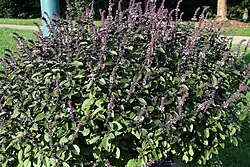 Ocimum × africanum (citroenbasilicum)