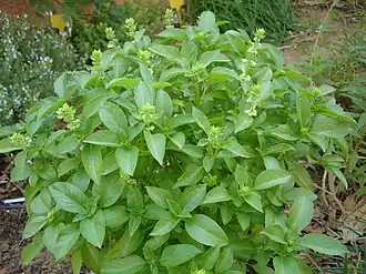 Ocimum basilicum (basilicum)