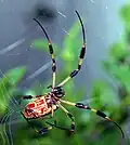 Nephila clavipes