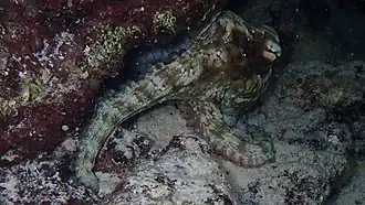 Octopus insularis