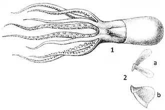 Octopus microphthalmus