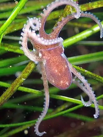 Octopus micropyrsus