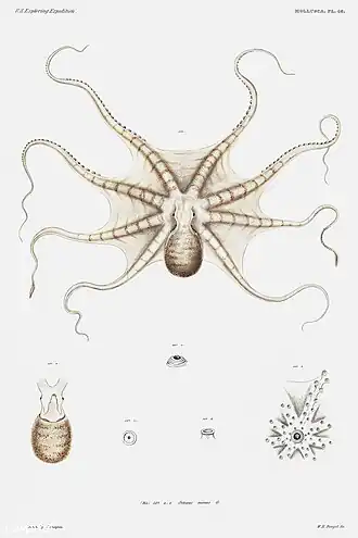 Octopus mimus