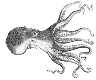 Octopus pallidus