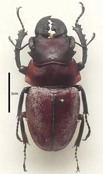 Odontolabis latipennis