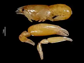 Odontonia maldivensis