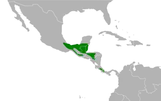 Gevlekte tandkwartel