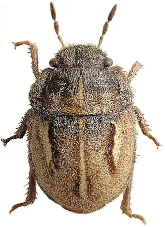 Kleine behaarde pantserwants